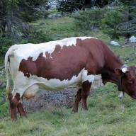 Австрийская полиция озадачена кражей колокольчиков у коров