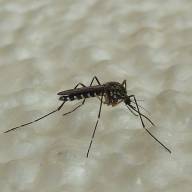 В Австрии обнаружили новый вид комаров, переносящих опасные для здоровья инфекции