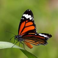 2 июля в садах и парках Австрии начнется подсчет популяции бабочек